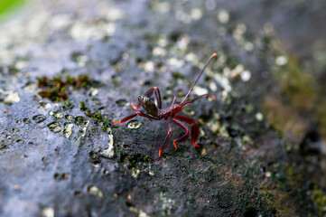 Detailed view of a red stink bug(Mictis serina) nymph, showing its broad mid-posterior tibia and lack of orange-yellow spots on the tips of its antennae. Wulai, Taiwan.