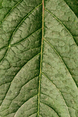 The texture of a green leaf from a tree in close-up