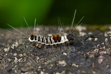 Close-up of a black-and-white striped caterpillar of Euproctis kanshireia (also known as a capped yellow tussock moth) against a green background. Wulai, Taiwan.