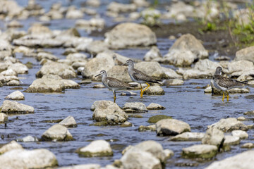 Greater Yellowlegs
(Tringa melanoleuca) on the river