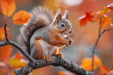 Fototapeta premium A bushy-tailed squirrel holding an acorn, sitting on a tree branch. The background shows autumn leaves in vibrant colors 