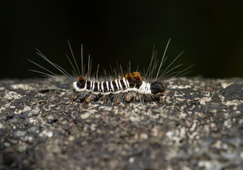 Close-up of a black-and-white striped caterpillar of Euproctis kanshireia (also known as a capped yellow tussock moth) against a green background. Wulai, Taiwan.