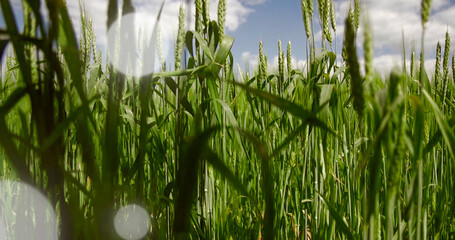 Green wheat field with blue sky and white clouds