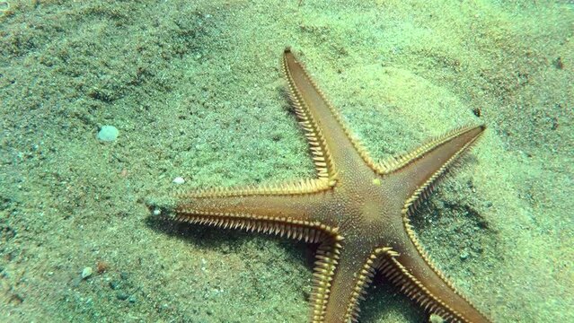 Slender sea star (Astropecten spinulosus) quickly crawls across the frame, close-up.