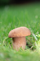 Close-up of a summer cep porcini mushroom (Boletus reticulatus) in grass
