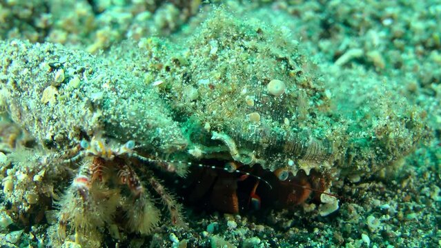 Two Hermit Crabs (Pagurus sp.) meet on the seabed and go in different directions, close-up.