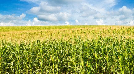 Corn field and blue sky. Wide photo.