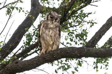 Grand duc de Verreaux,.Ketupa lactea, Verreaux's Eagle Owl