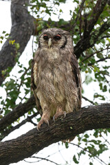 Grand duc de Verreaux,.Ketupa lactea, Verreaux's Eagle Owl