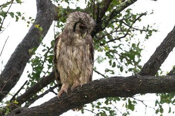 Grand duc de Verreaux,.Ketupa lactea, Verreaux's Eagle Owl