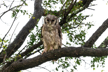 Grand duc de Verreaux,.Ketupa lactea, Verreaux's Eagle Owl