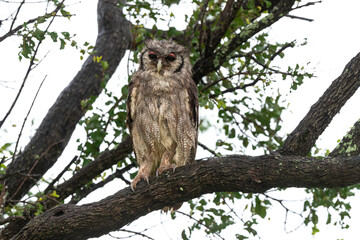 Grand duc de Verreaux,.Ketupa lactea, Verreaux's Eagle Owl