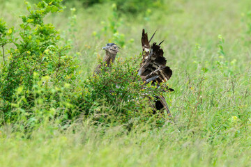 Outarde kori, parades, Ardeotis kori, Kori Bustard, Afrique du Sud