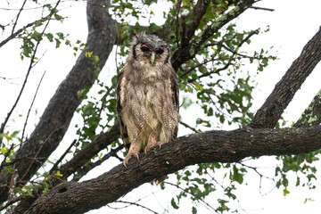 Grand duc de Verreaux,.Ketupa lactea, Verreaux's Eagle Owl