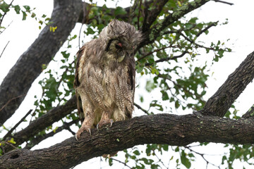 Grand duc de Verreaux,.Ketupa lactea, Verreaux's Eagle Owl