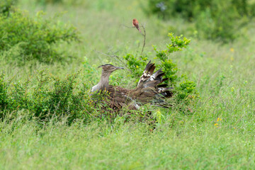 Outarde kori, parades, Ardeotis kori, Kori Bustard, Afrique du Sud