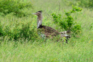Outarde kori, parades, Ardeotis kori, Kori Bustard, Afrique du Sud