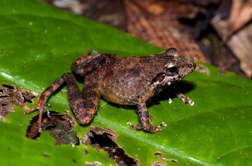 Grande rainette de Madagascar, Boophis madagascariensis, Madagascar