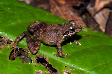 Grande rainette de Madagascar, Boophis madagascariensis, Madagascar