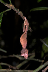 Uroplate satanique, gecko satanique à queue de feuille, Uroplatus phantasticus, Madagascar