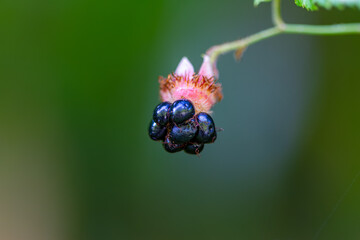 A cluster of dark purple berries, resembling a species called Rubus, against a blurry green background. Wulai, Taiwan.