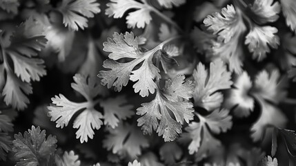 Coriander the spice herb proudly wears the label of Black and White