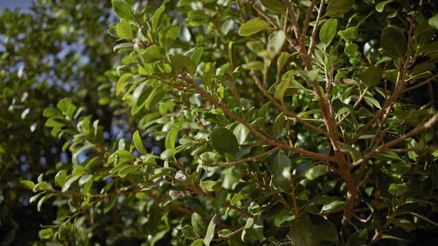 Lush greenery of a quercus coccifera, commonly known as kermes oak, basking in the spanish sun.