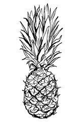 Pineapple Food vector sketch in ink. Food illustrations.
