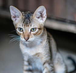 Cute playful kitten in an old house.
