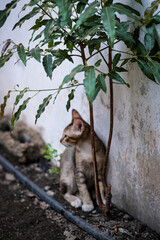 Cute playful kitten in an old house.