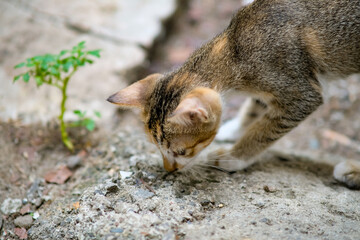Cute playful kitten in an old house.