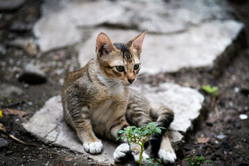 Cute playful kitten in an old house.