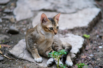 Cute playful kitten in an old house. © Cherish