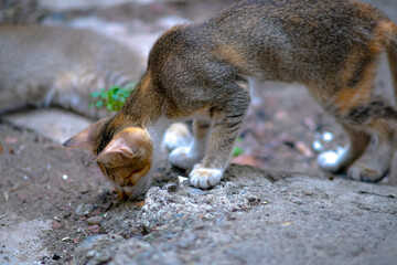 Cute playful kitten in an old house.
