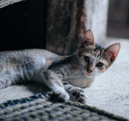 Cute playful kitten in an old house.