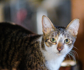 Close-up shot of a playful kitten.