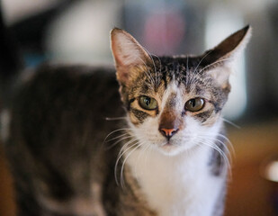Close-up shot of a playful kitten.