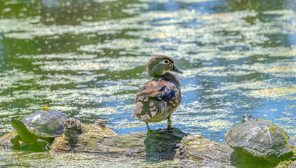 Juvenile male wood duck perched on a fallen log with turtles around it.