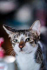 Close-up shot of a playful kitten.