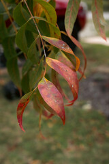 Beautiful autumn leaves