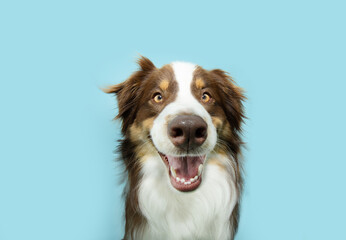 Happy smiling Australian shepherd puppy dog. Isolated on blue pastel colored background on summer, spring season