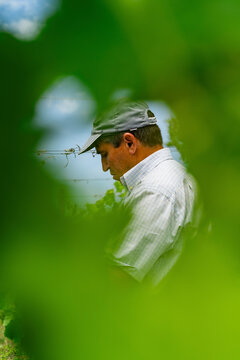 Vineyard worker inspecting grape leaves through nature's frame
