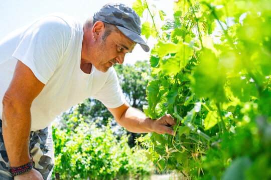 Traditional winery worker tending to grapevines