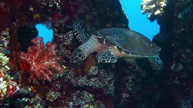 Sea turtle swimming underwater around wreck with coral reef. Hungry turtle feeding on reef. Scuba diving with turtle on the underwater rich tropical coral reef. Snorkeling with exotic sea wildlife.