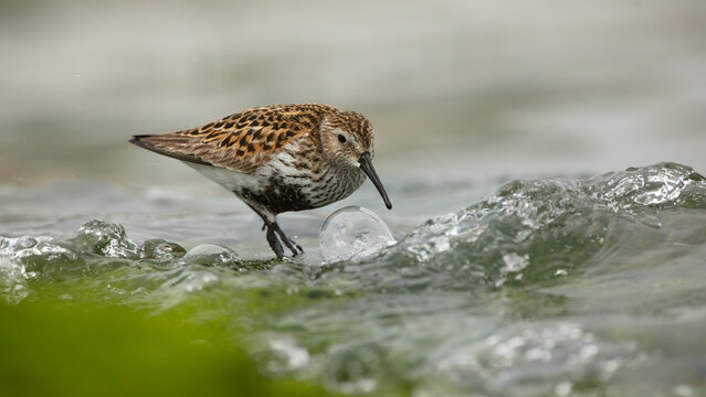 Wading bird foraging in river in Cantabria, Spain