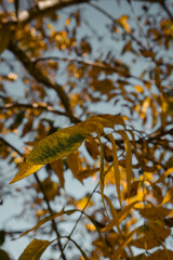 autumn leaves in the forest