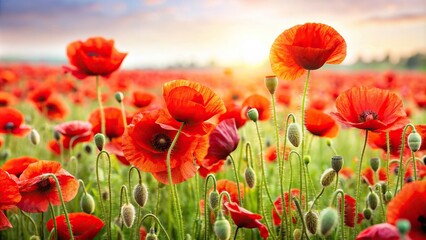 Vibrant poppy field with bright red flowers isolated on white background, poppy, field, beauty, isolated, background, red, flowers