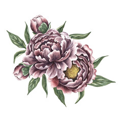 Peonies in vintage style. Hand-made watercolor illustration. A bouquet of peony flowers. Isolate it. A design element of a postcard, banner, flyer and poster. For packaging, label and print