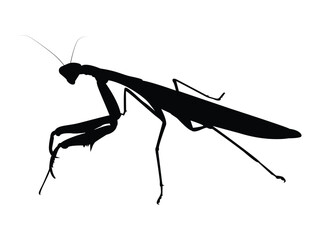 Praying Mantis silhouette vector illustration