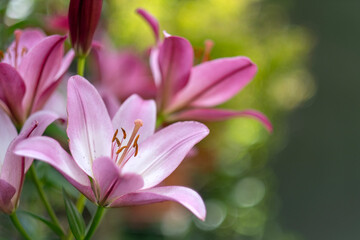 pink lily flower